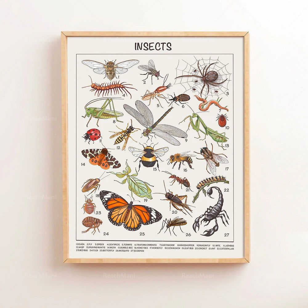 Safari Animals Educational Posters